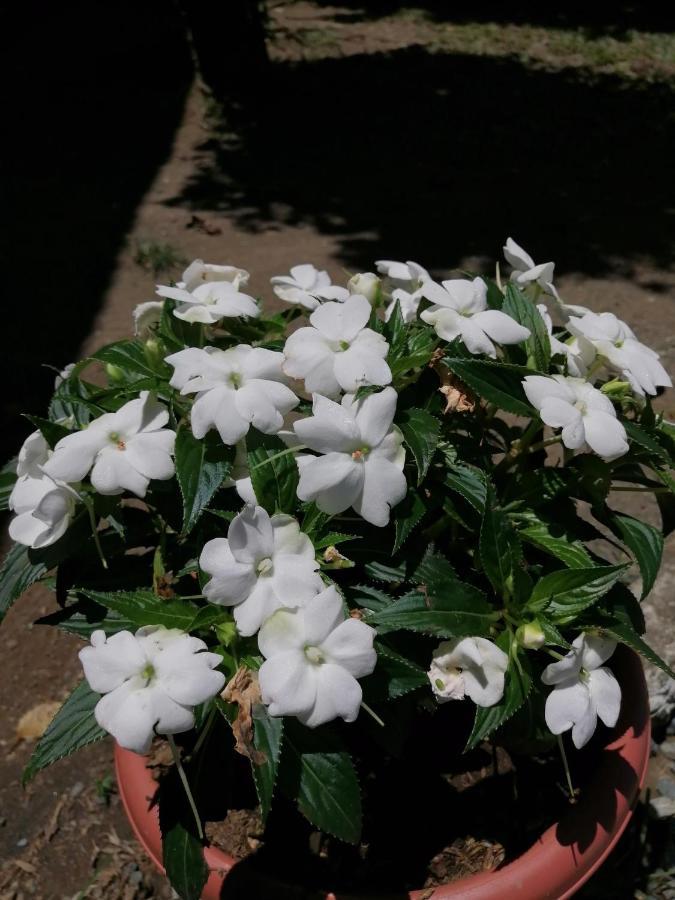 Magic Flower Rooms กาอุยตา ภายนอก รูปภาพ